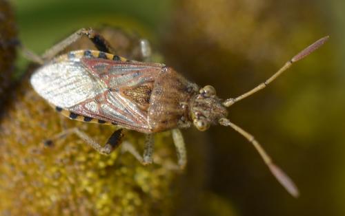 Stictopleurus sp.